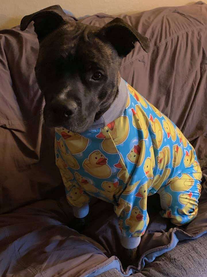 dog wears pajamas