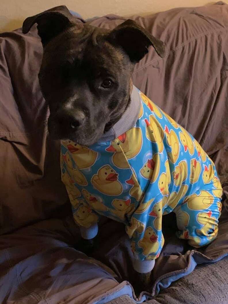 Pittie Adams Lightweight Dog Pajama