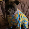 dog and dad wear matching pajamas