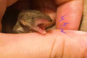 This Tiny Perfect Creature Is A Baby Shrew