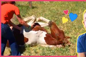 Brave Rescuers Save Trapped Wild Horse