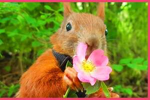 Nicest Guy Rescues Little Squirrel And Becomes His Best Friend