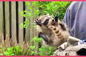 Heroes Save Nervous Mama Raccoon and Three Fuzzy Babies!