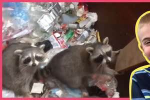 Guy Finds A Whole Family Of Raccoons Trapped in DUMPSTER