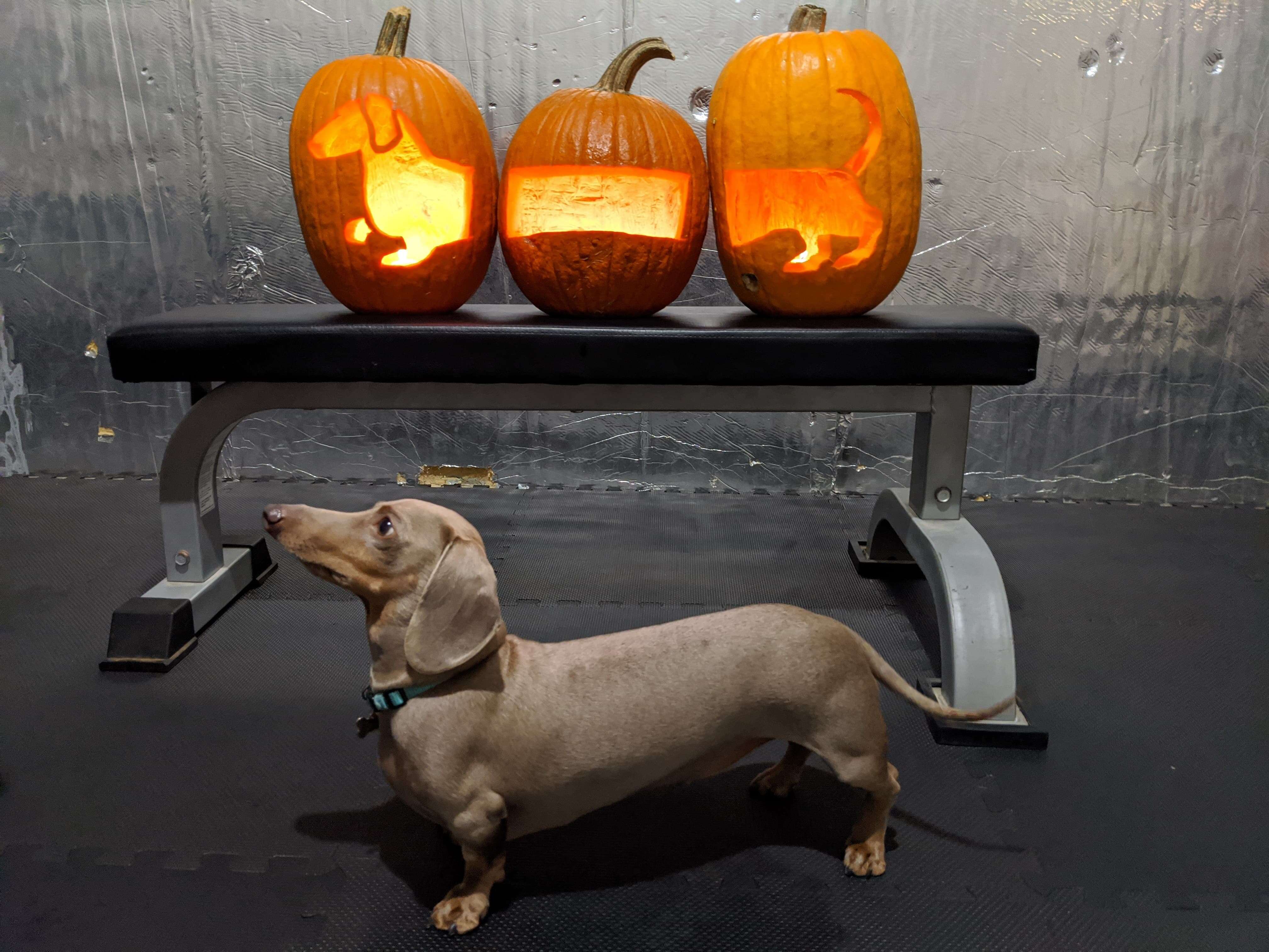pumpkins carved to look like dog