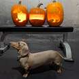 dog pumpkin 