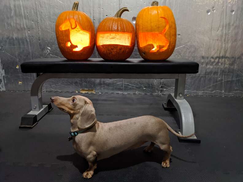 Family Carves Pumpkins To Look Like Dog - The Dodo