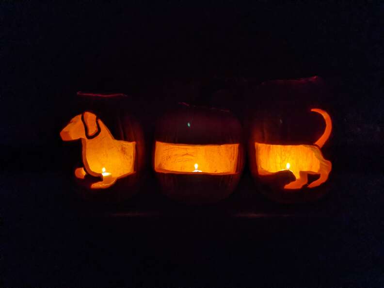 pumpkins carved to look like dog