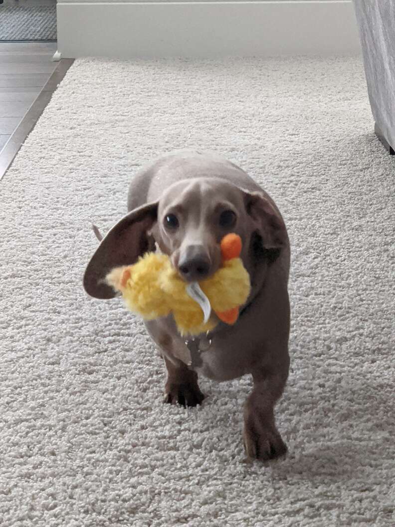 dog holding duck toy
