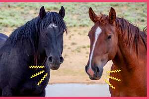 Hero Rescues Wild Horse Family Who Were Separated For So Long