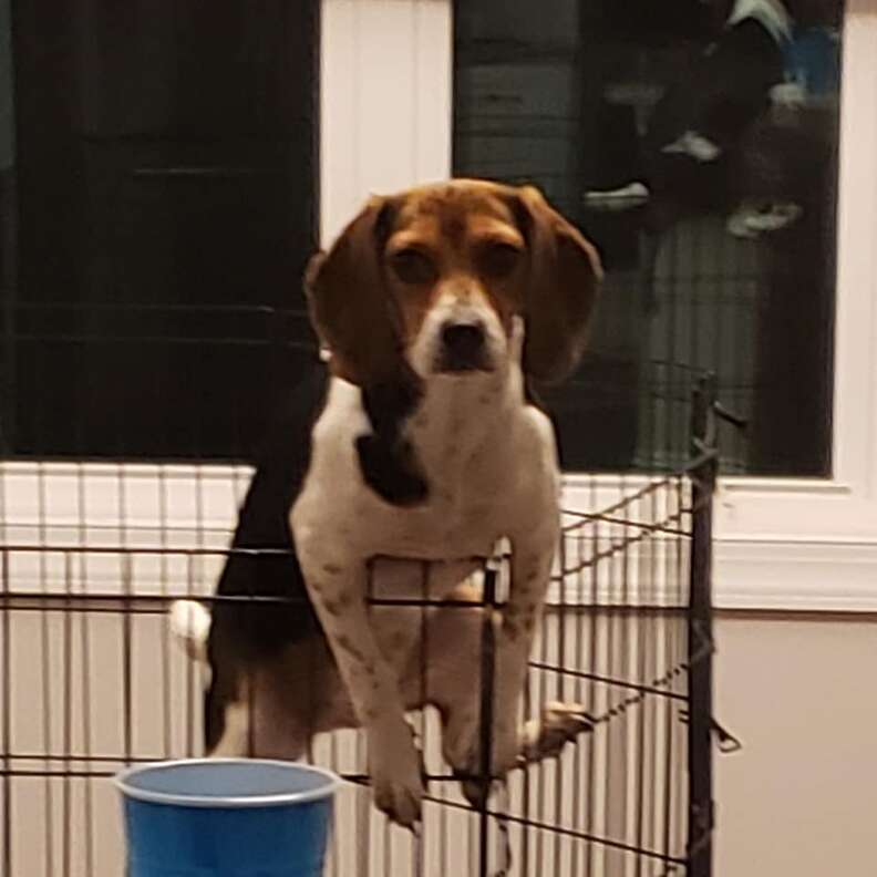 puppy gets caught trying to escape from playpen