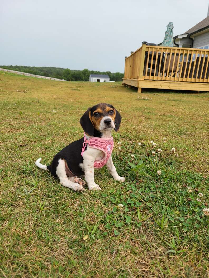 cute puppy in harness