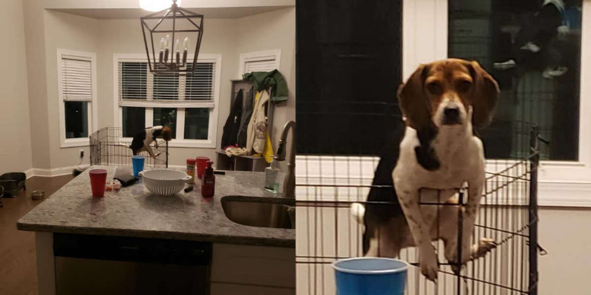 Puppy Gets Caught Trying To Escape Playpen The Dodo