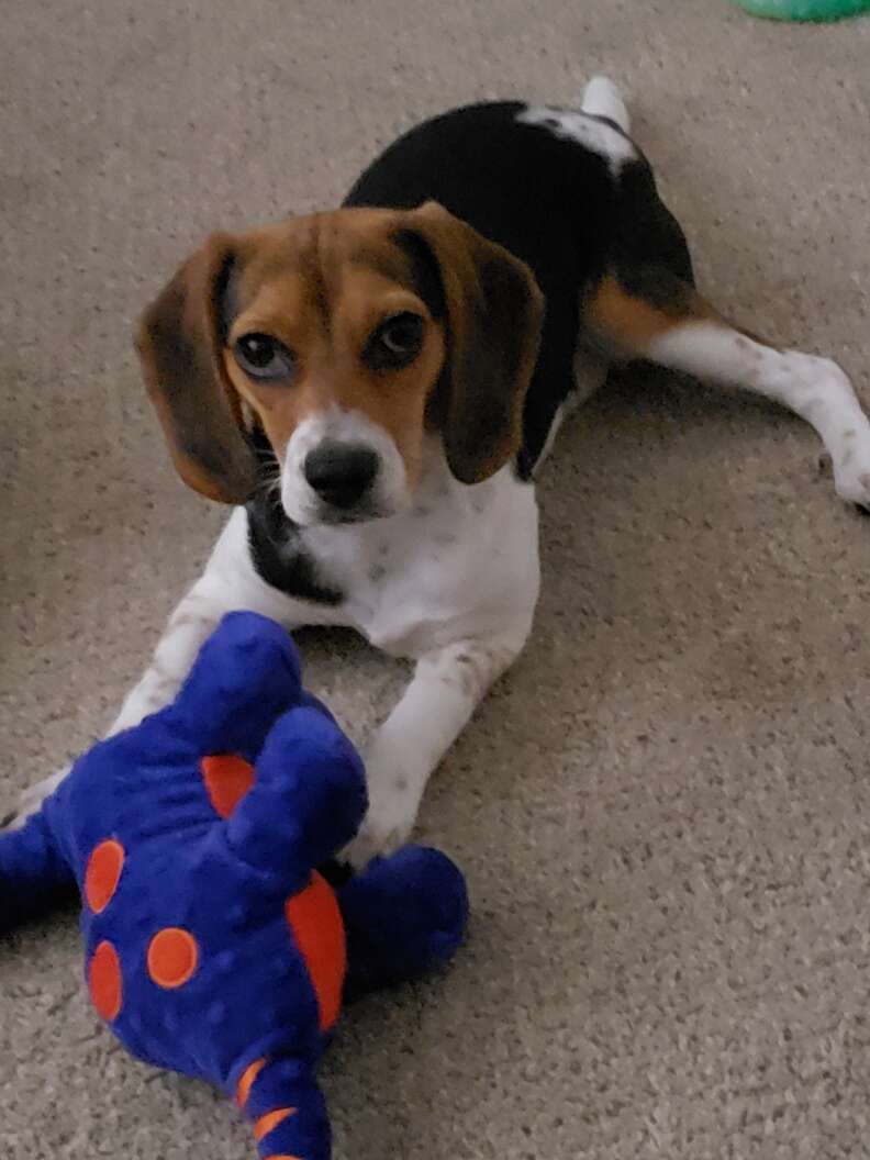 cute puppy playing with toy