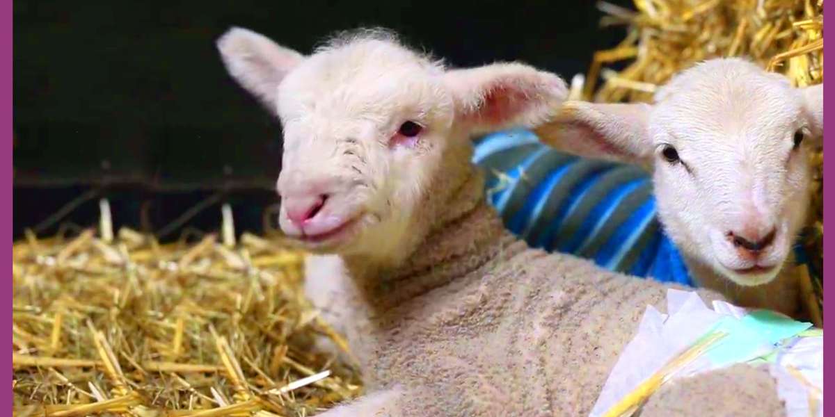 Tiny Lamb Learns To Walk With A Shopping Bag - Videos - The Dodo
