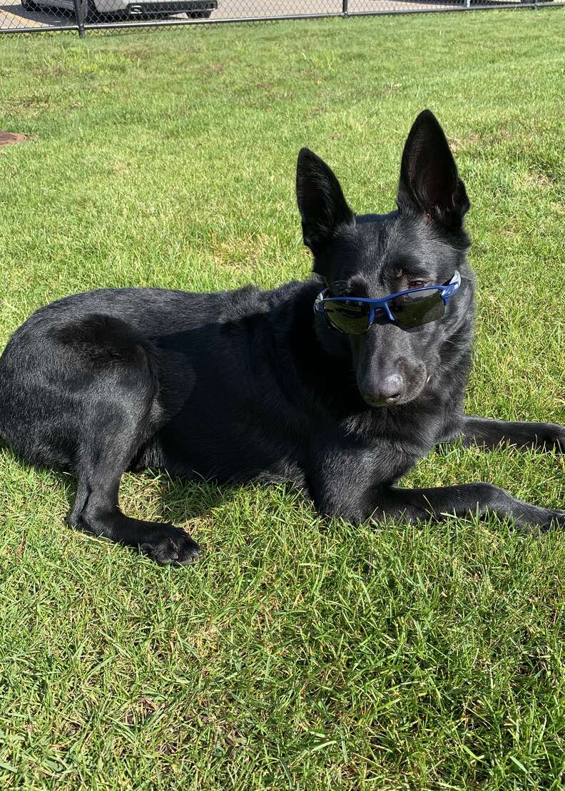police dog wearing sunglasses