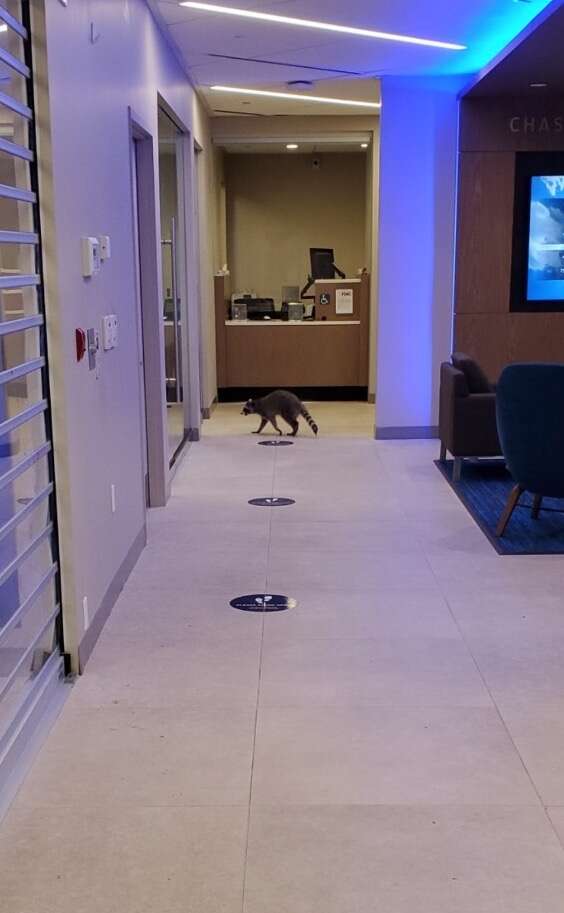 Raccoons break into bank to steal cookies