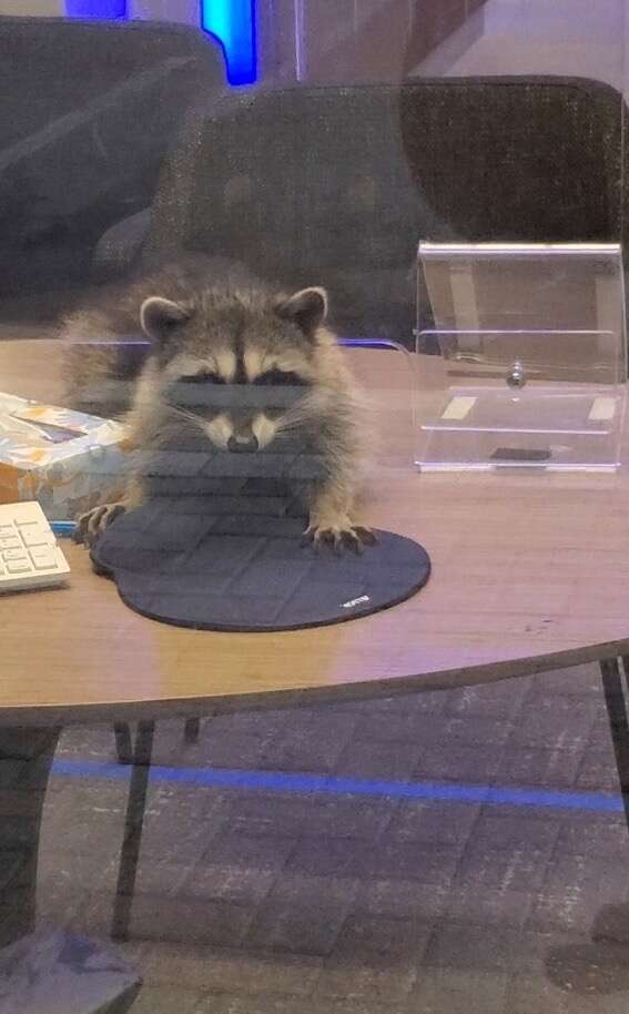 Raccoon bank robbery