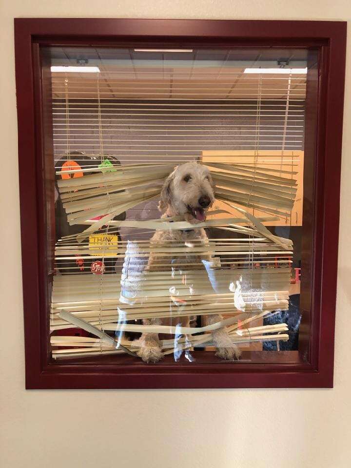 dog in principal's office