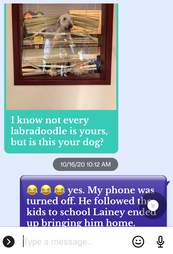 text about dog