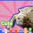 “Turtle Cute (Please Don’t Be So Cute!)” Song 