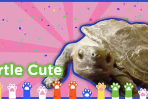 “Turtle Cute (Please Don’t Be So Cute!)” Song 