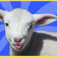 “Beans The Bouncy Lamb” Song
