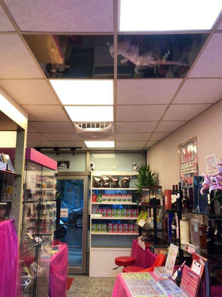 Ceiling cats watch shop