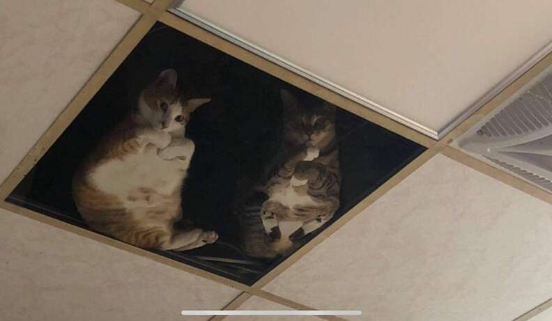 Shop installs glass ceiling for cats