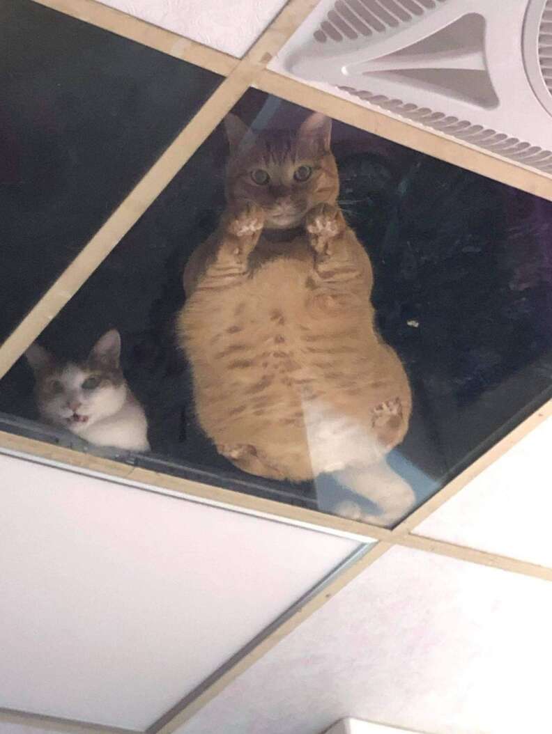 Cats watch shop through the ceiling