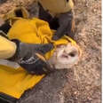 Firefighters Battling Blaze Come To The Rescue Of An Adorable Little Owl