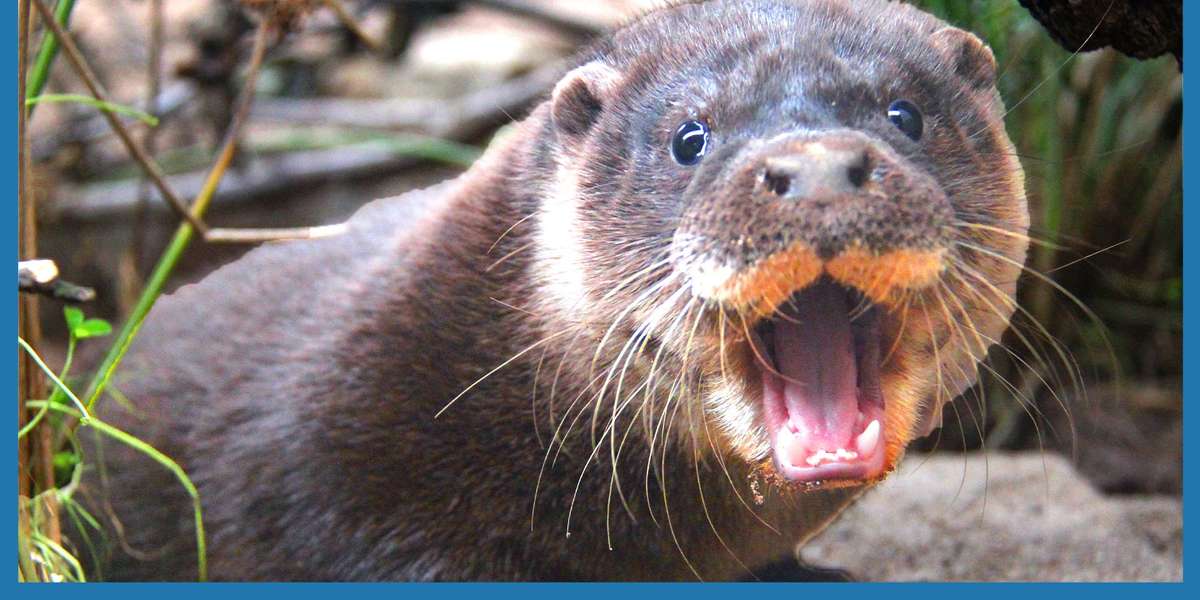 Shy Baby Otter Grows Brave Enough To Swim - Videos - The Dodo