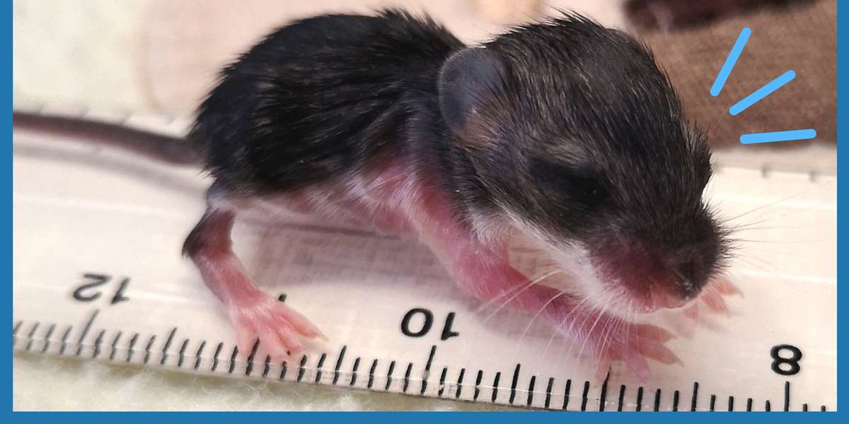 Curious Tiny Mice Just Want to Explore - Videos - The Dodo