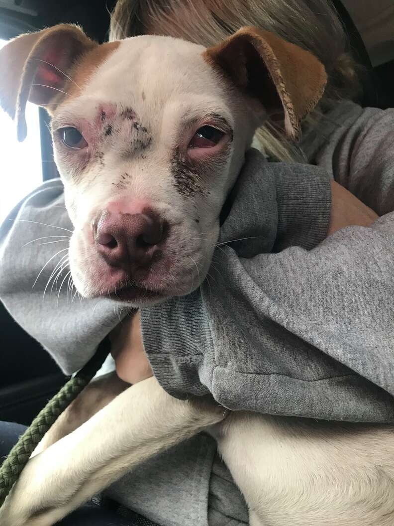 Stray dog snuggles his rescuers