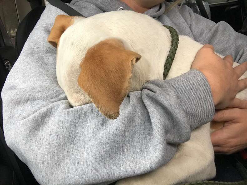 Dog hugs woman who saved him