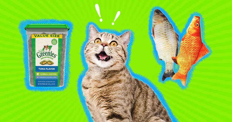 excited cat with fish and treats