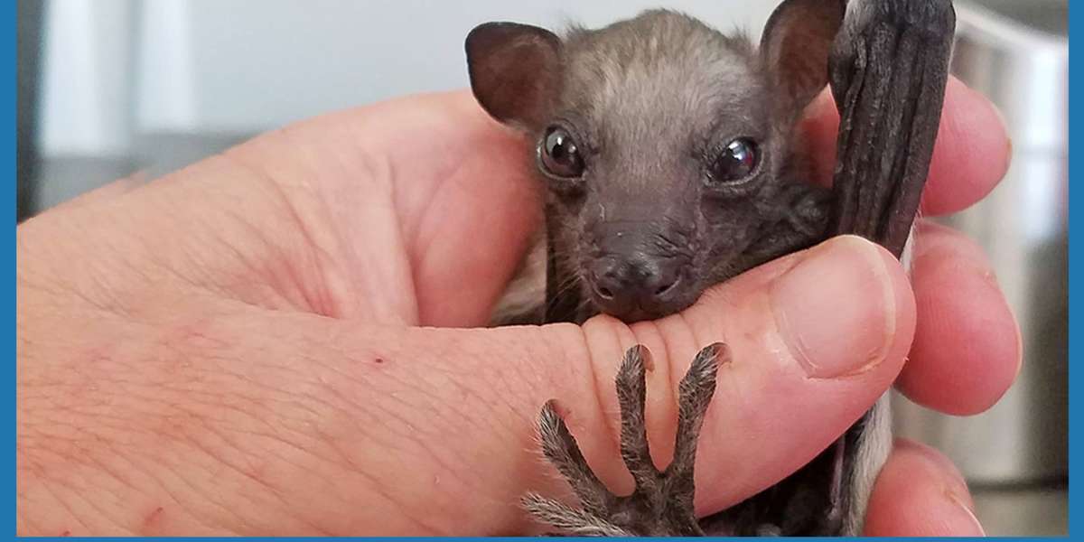 All This Baby Bat Wants to Do Is Fly Videos The Dodo