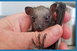 All This Baby Bat Wants to Do Is Fly
