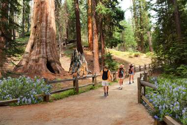 Visit Sequoia and Kings Canyon