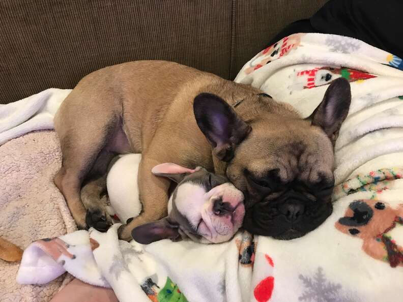 Bulldog snuggles her tiny puppy sister when they first meet