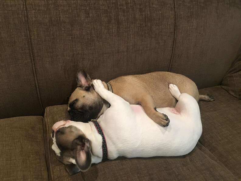 Two bulldogs spoon on the couch