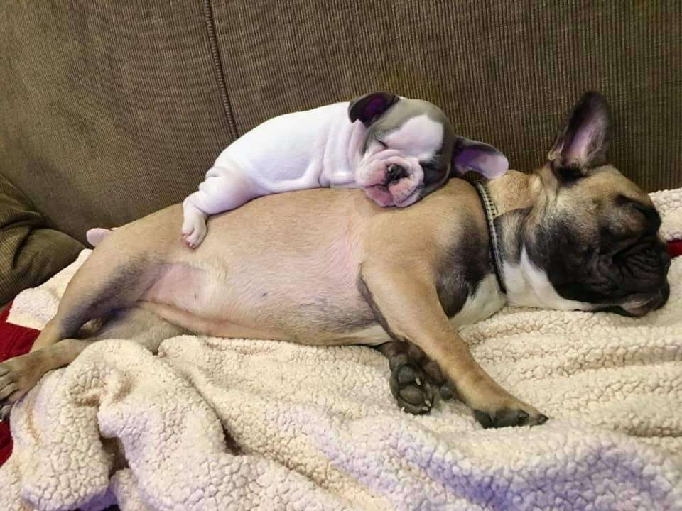 Tiny Puppy sleeps on top of her big dog sister