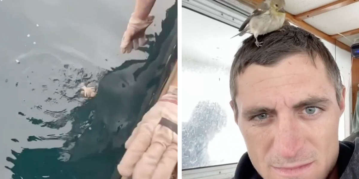 Boat Crew Comes To The Rescue Of A Little Bird Who Was Lost At Sea - The  Dodo