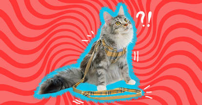 cat in plaid leash and harness