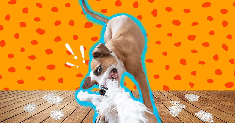 My dog destroys every toy online