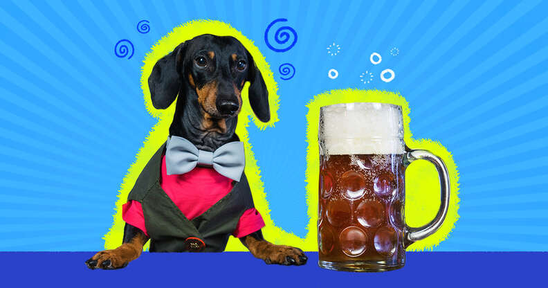 does dog beer get dogs drunk