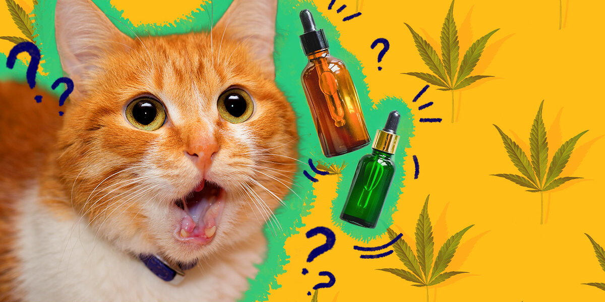 is-cbd-safe-for-cats-dodowell-the-dodo