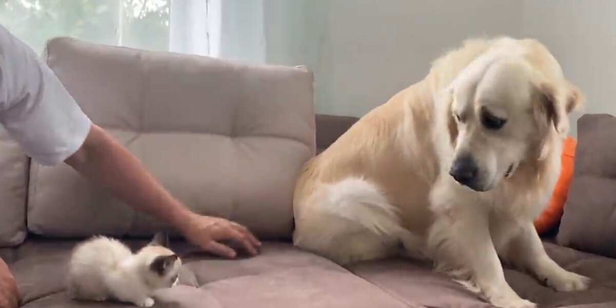 Golden Retriever VS Very Terrifying Kitten - Videos - The Dodo