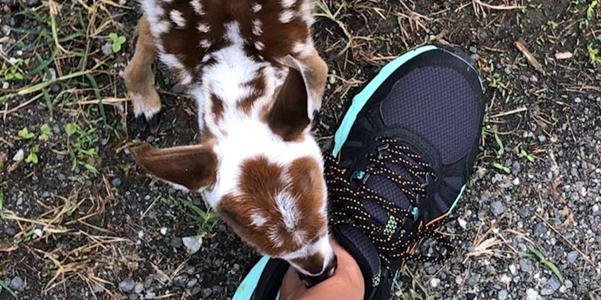 Baby Deer Asks Woman To Rescue Him Videos The Dodo