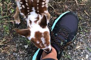 Baby Deer Asks Woman To Rescue Him